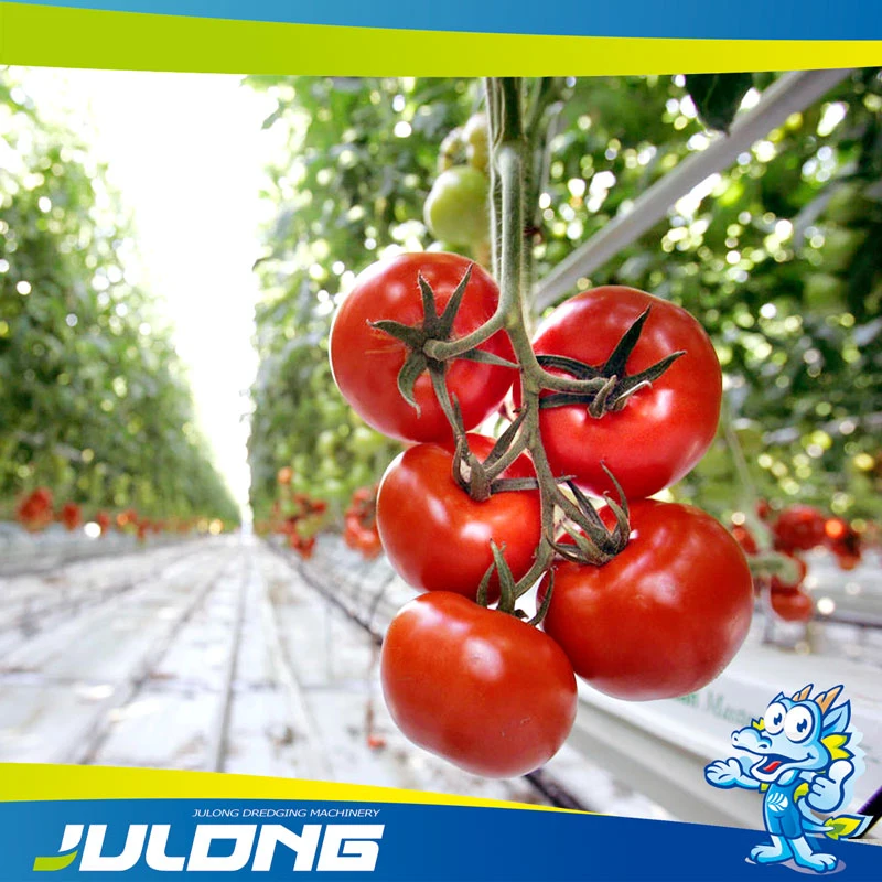 Agrícolas de alta calidad Multi-Span película de plástico con sistema de cultivo hidropónico de tomate