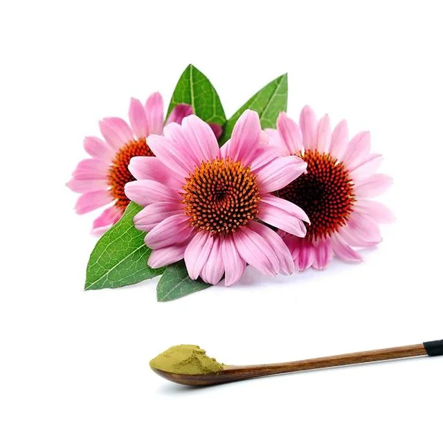 USDA الأعضاء العضوية المعتمدة Echinacea Purpurea الأعشاب مستخرج Echinacea Purpurea 4 ٪ حمض Cichoric مضاد للفيروسات