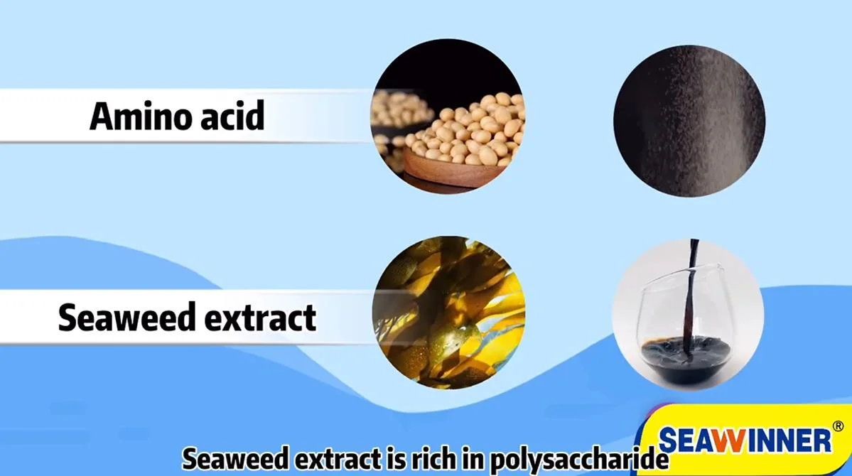 Ecocert Seaweed Extract & Amino Acid Multiple Synergistic Nutrition