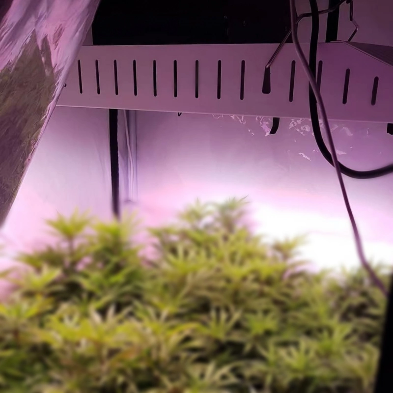 La iluminación de la horticultura el cultivo de interior de la luz de la planta Hidroponía Vertical de la parte superior de Agricultura de la carrocería resistente al agua mejor espectro UV roja IR 600 W de potencia 800W LED 1000W de luz crecer