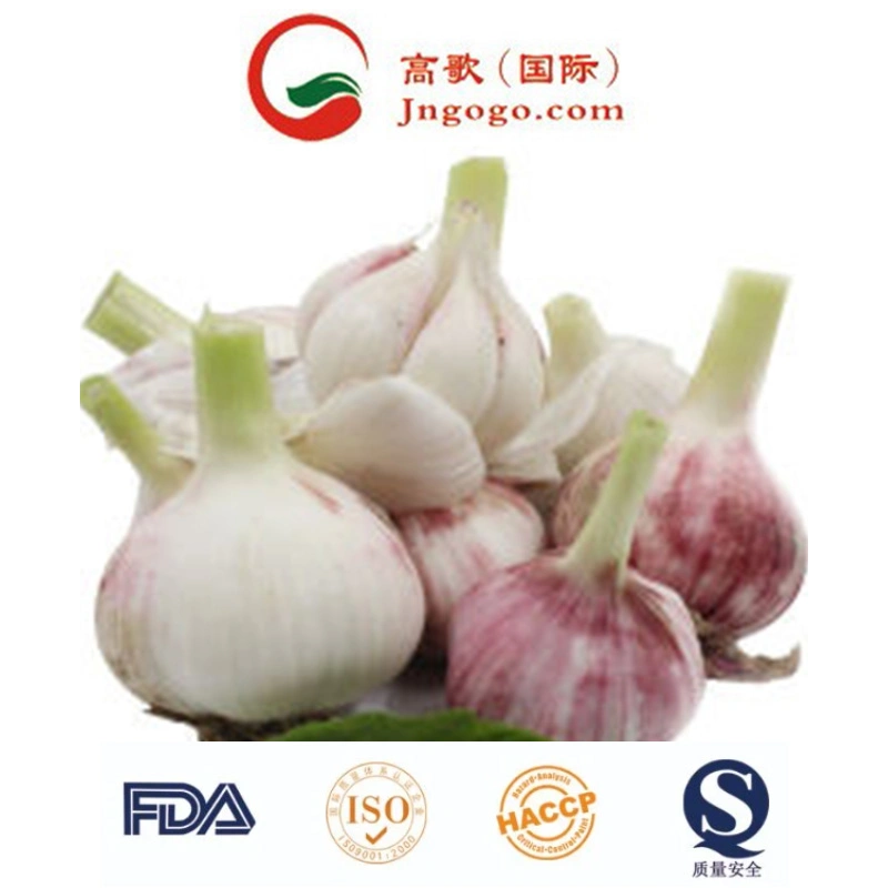 Good Quality Dehydrated Garlic Granules (8-16 mesh)