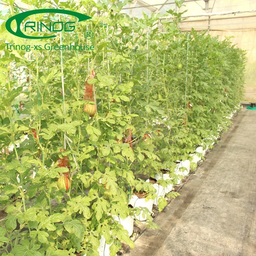 Cultivation Hydroponics System Plastic Film Cover Multi-Span Greenhouse for Flowers and Vegetables