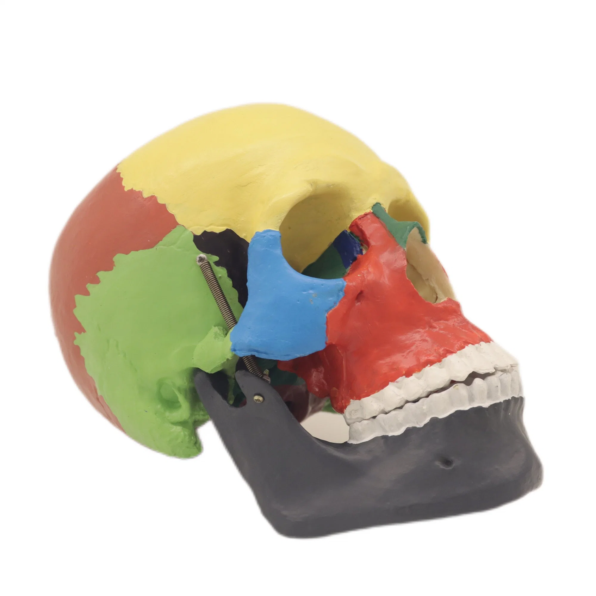 Medical Teaching Models Bone Color Human Skeleton Skull Chromatographic Separation Model of 3 Parts