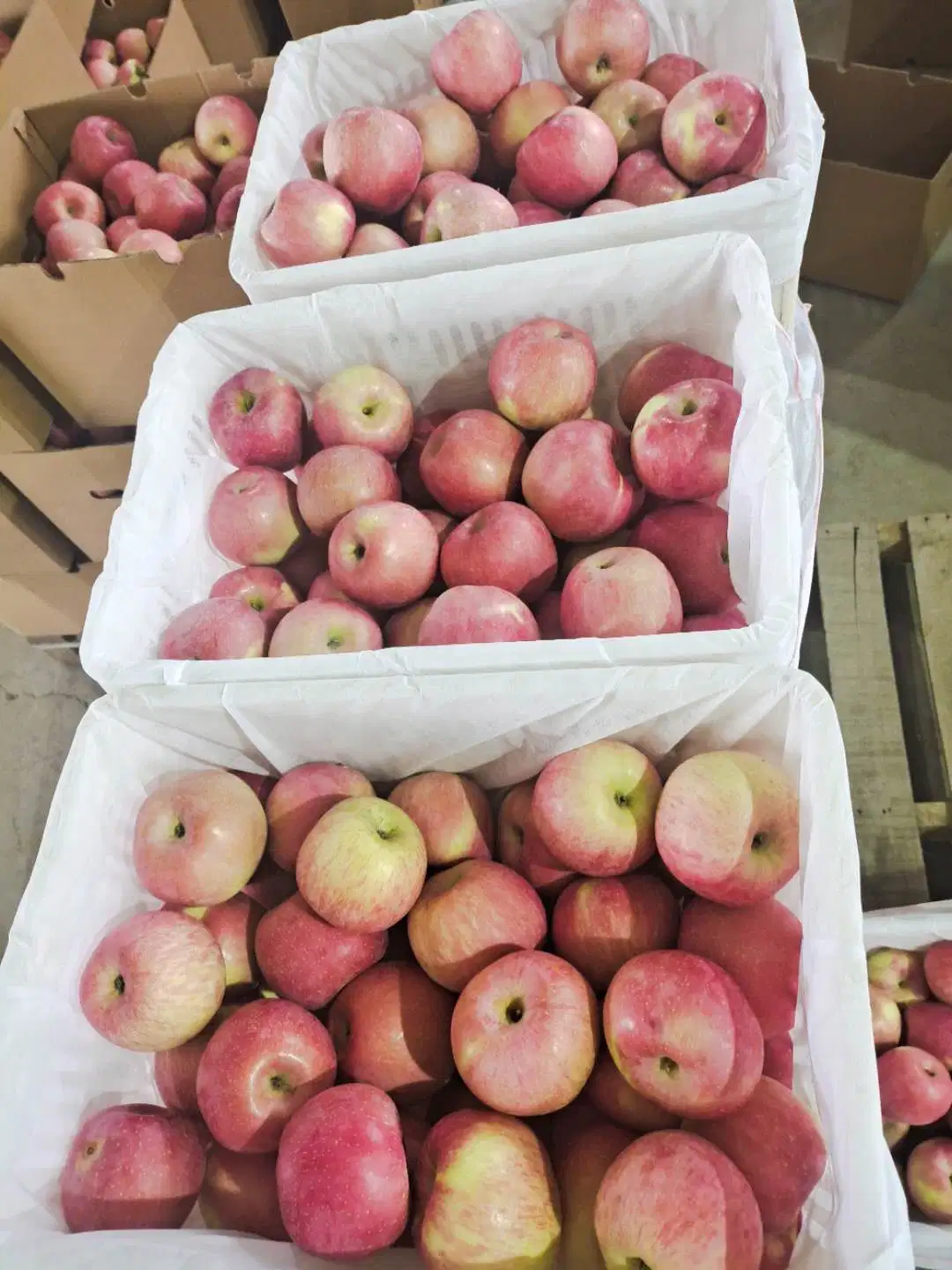 Papier verpackt FUJI Apfel in hoher Qualität