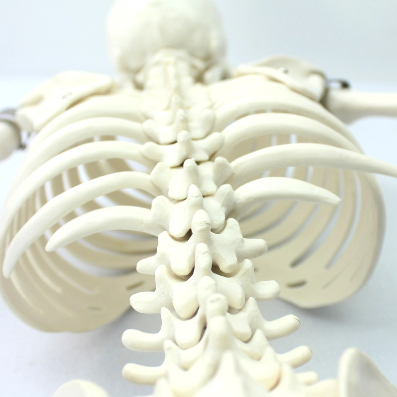 High Quality PVC Humam Anatomical Model 85cm Human Skeleton