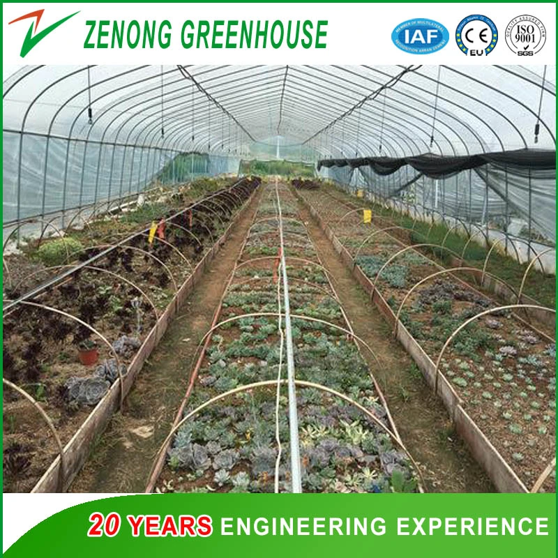 Economic Single Span 200 Micron Film High Poly Tunnel Greenhouse for Vegetable