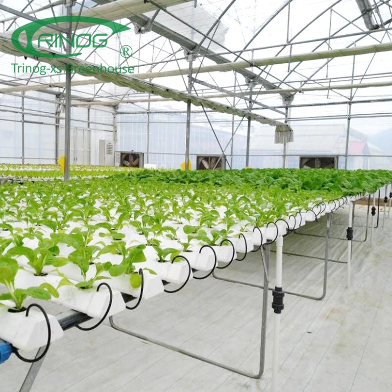 Sparsamer Anbau Hydroponics System Film Landwirtschaftlichen Green House für Gemüse Wachstum