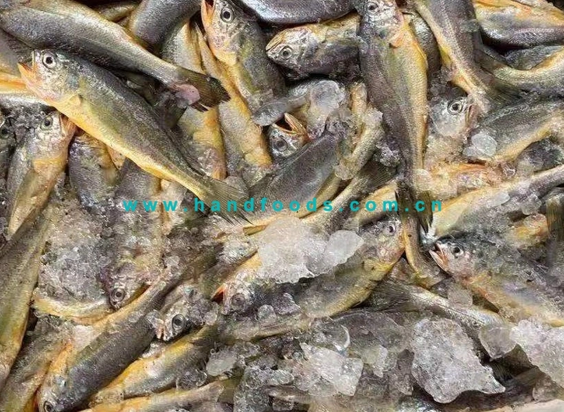 Good Quality Healthy Seafood Seafish of Frozen Small Yellow Croaker