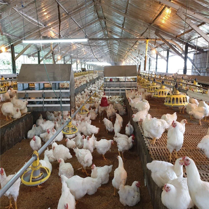 Edelstahl Full Set Automatische Hühnerfütterung System Geflügelfarm
