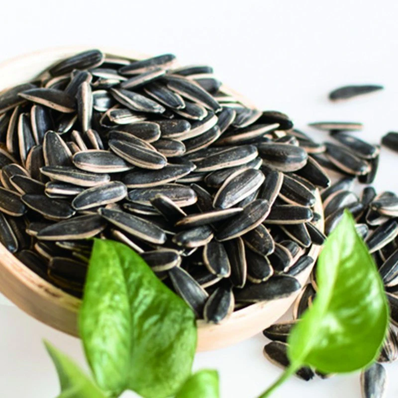 Chinese Black White Raw Sunflower Seed 361