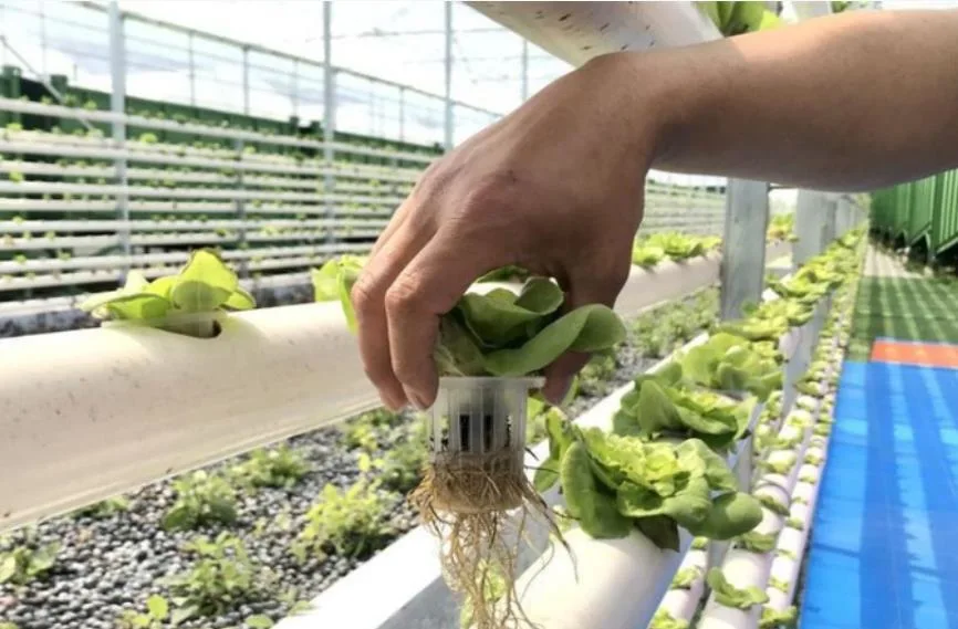 Customized Xinhe Nude Hydroponic Nft System for Greenhouse