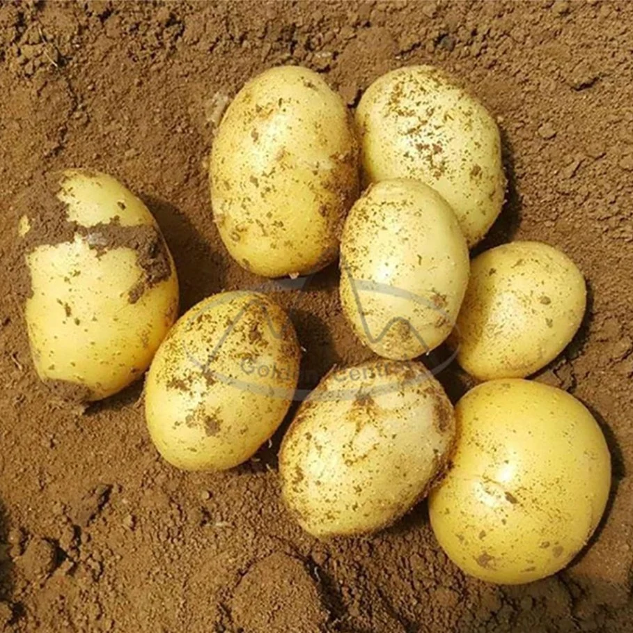 Venda de batata vegetal a quente da China com preço baixo