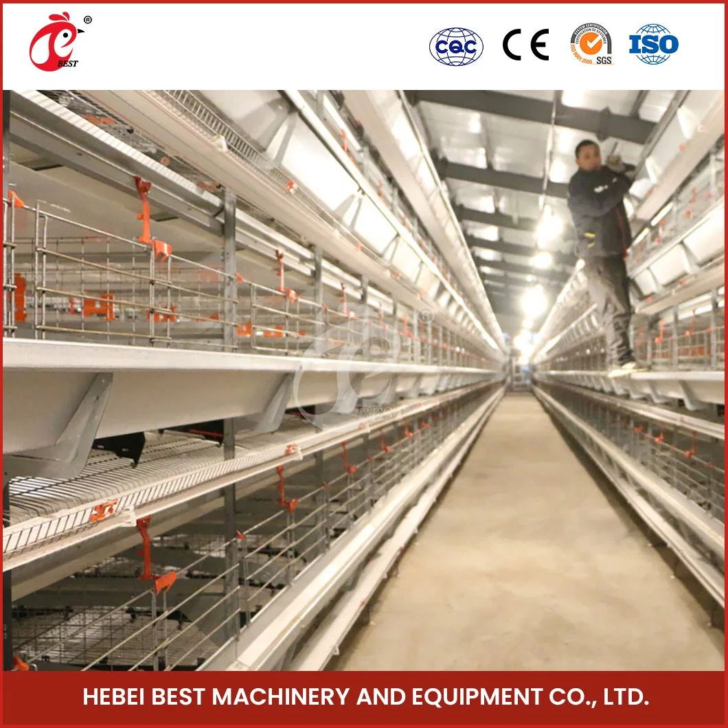 Bestchickencage H tipo pintainhos Cage Breeder Cage China Metal shed Pullet Pintos, Coop Factory Custom Sustainable Feature Outdoor Chicken Cage Waterproof