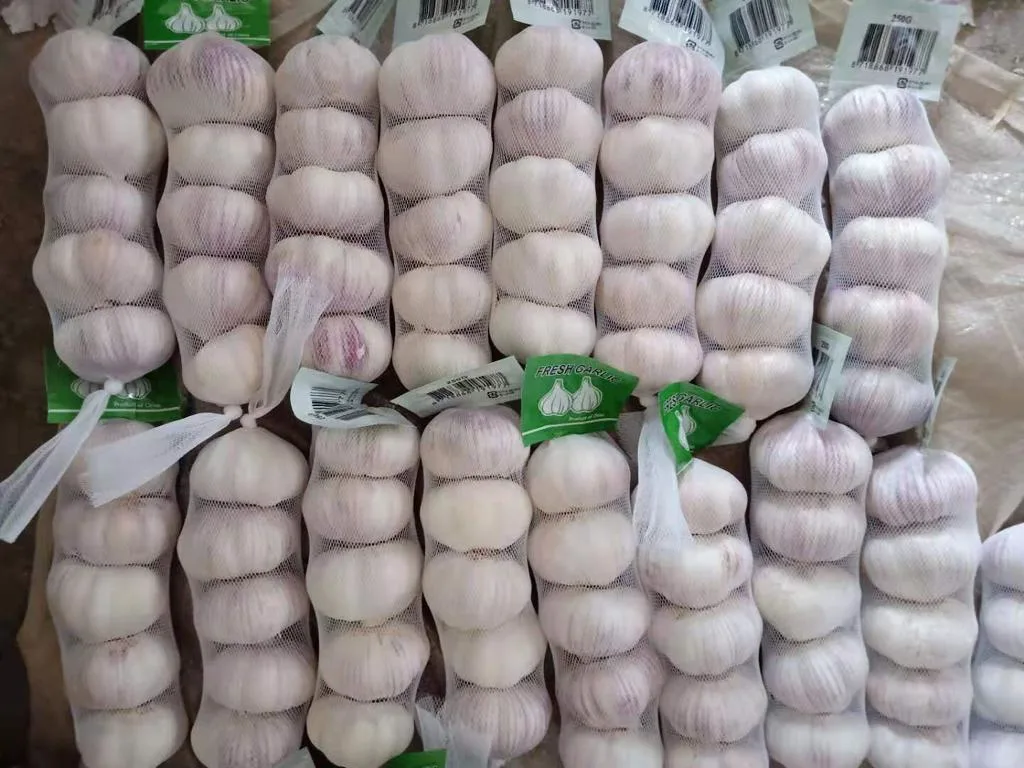 China Supply Normal White Pure White Garlic for Sale