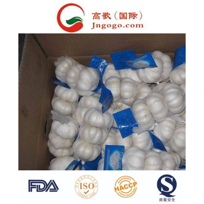 Fresh Normal White Garlic Supplier (5.5cm and up)