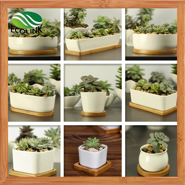 Various Ceramic Succulent Pot with Bamboo Tray