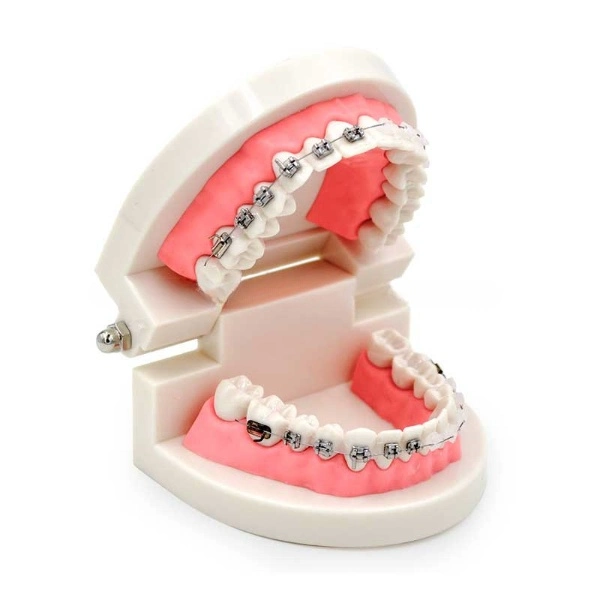 Modelo de dientes Dental Ortodoncia con el soporte del modelo de enseñanza para estudiantes