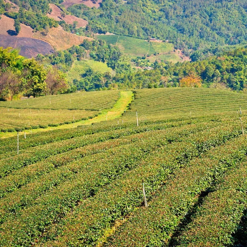 Vert Matcha Te poudre organique comme antioxydants et de soins de santé Produits de beauté