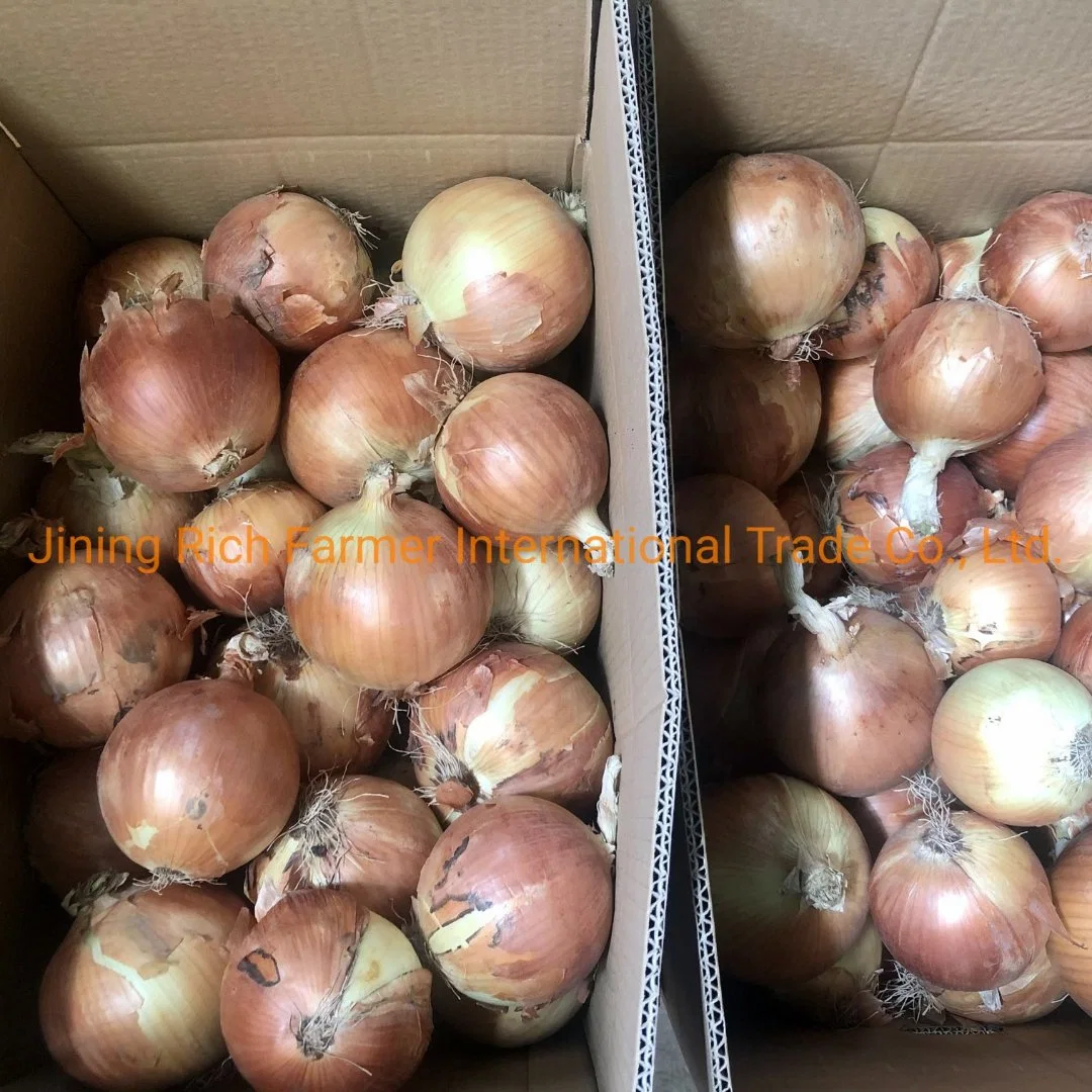 Cebolla amarilla fresca caliente Venta de Shallot Gansu Nuevo cultivo