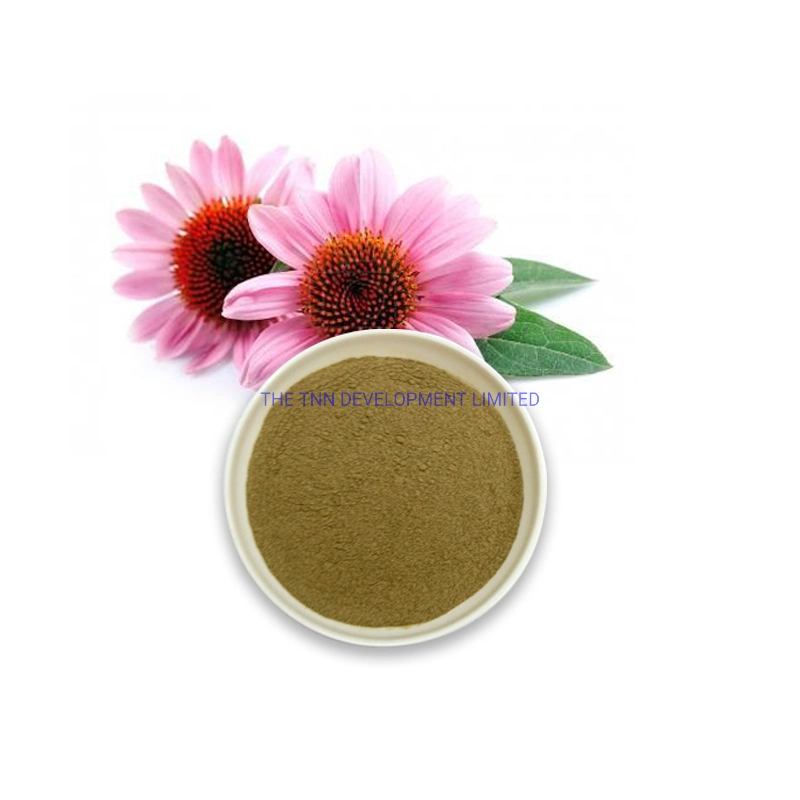 Extrato radicular de ácido Cichorico Echinacea Purpurea Food Grade Extract Ácido de chicória