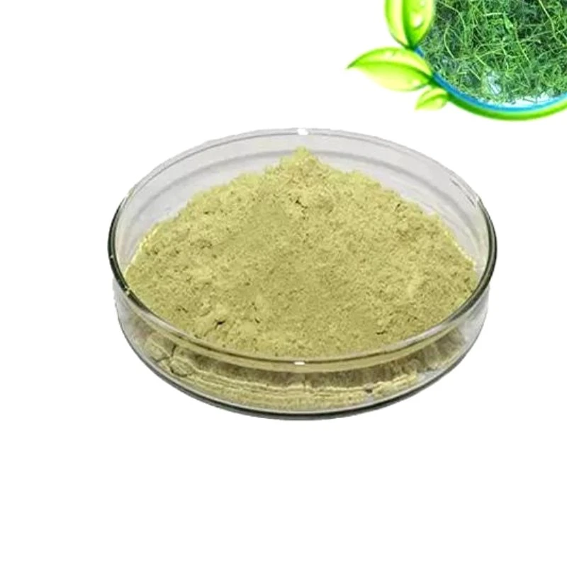 Insen Supply Gynostemma Pentaphylum Extract Jiaogulan استخراج الأعشاب الصينية الطب