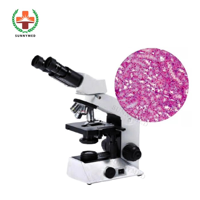 Sy-B129n Hot Sale Laboratory Digital Cx21 Biological Microscope