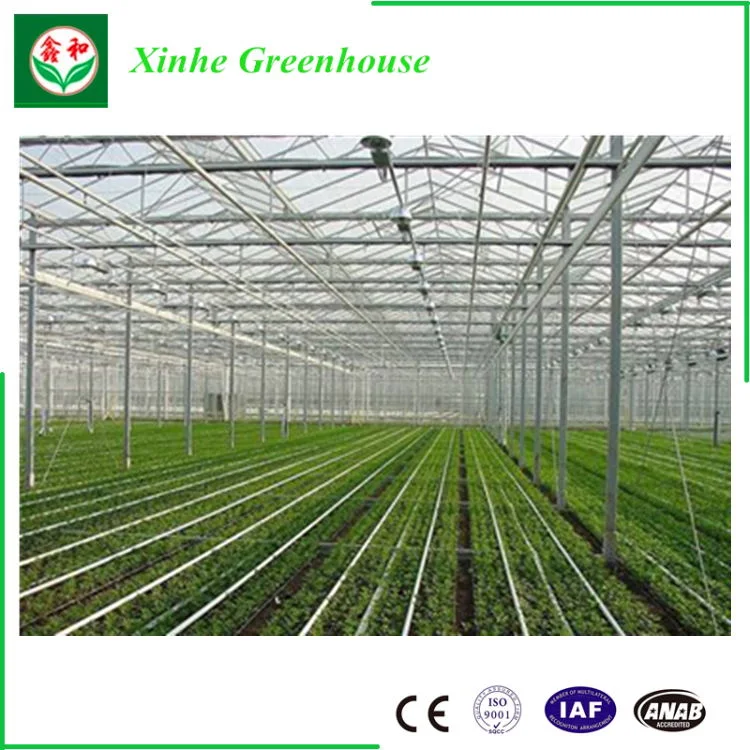 Greet Eeconomic Benefit PC Sheet Greenhouse for Planting