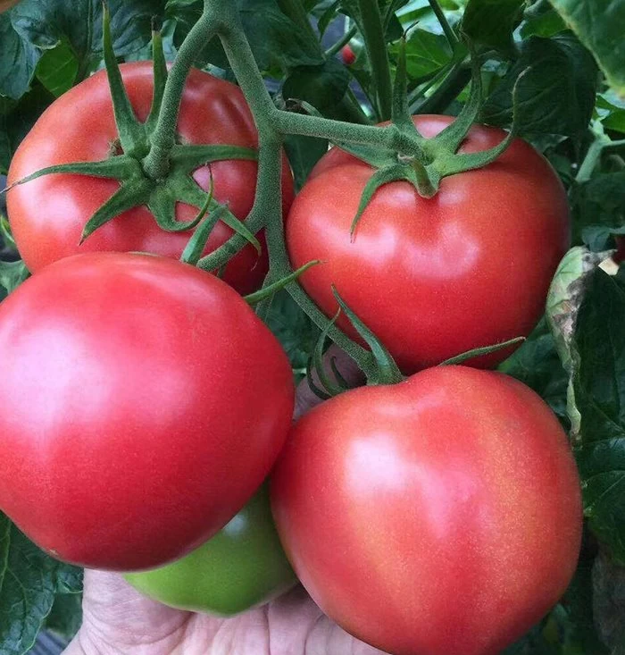 Bien indeterminado grande empresa de semillas de tomate rosa