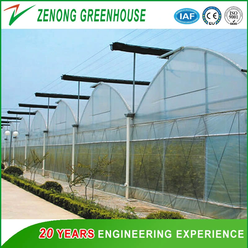 Poly Film Multi-Tunnel Greenhouse Plastic Greenhouse for Strawberry/Cherry/Fruit Tree