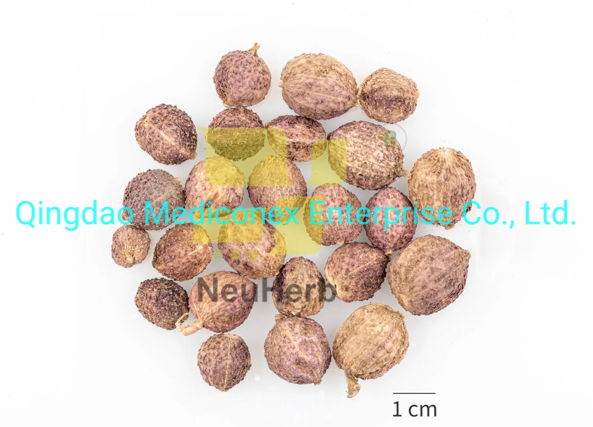 Atractylodes لانسيا (rhizome) استخراج معدة التقليدية الصينية طب الأعشاب طرد الرطوبة