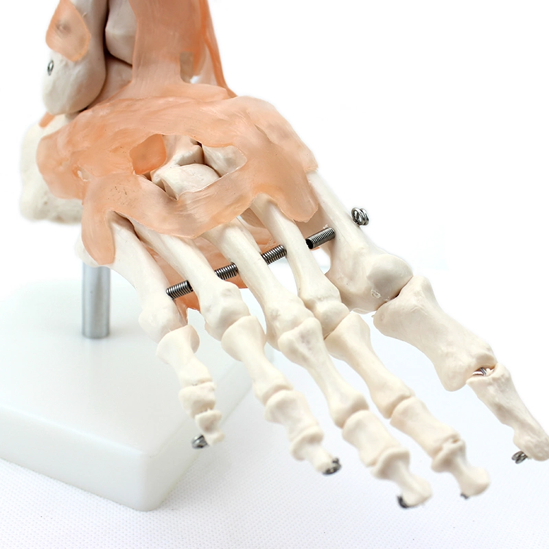 Modelos de ensino médico Cor óssea modelo de junta do pé de esqueleto humano