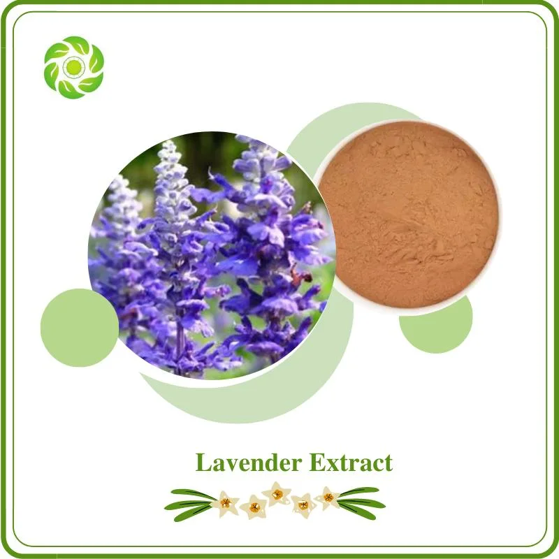 World Well-Being Plant Extract Health Food/Lavender 10: 1/Lavender Extract Powder/ Lavender Flower Extract/Lavender