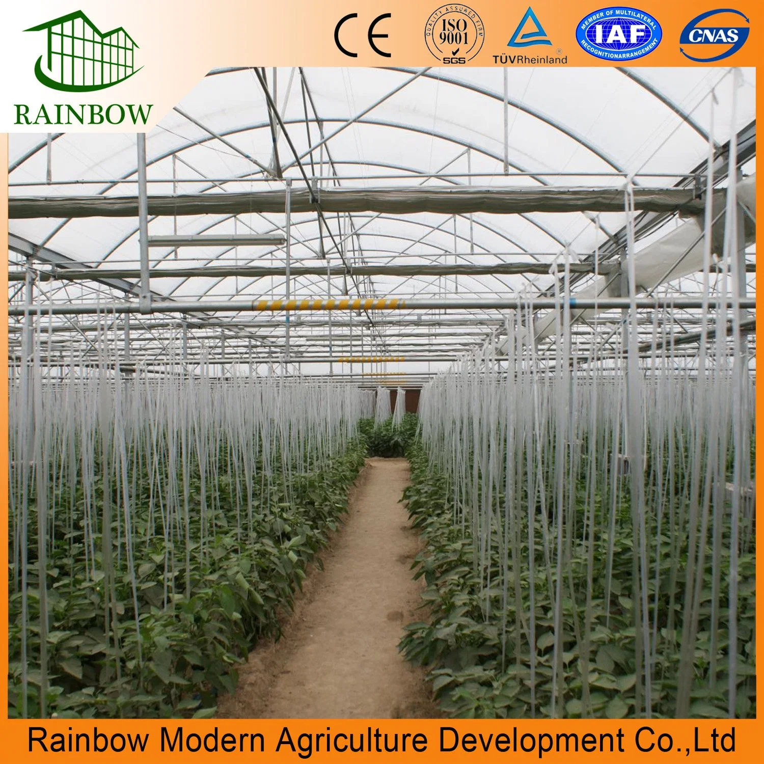 Hot Sale Multi Span 150/200 Microns Plastic Film Tunnel Greenhouse with Hydroponic Systems for Tomato/Cucumber/Vegetable/Fruit/Pepper/Eggplant Green Houses