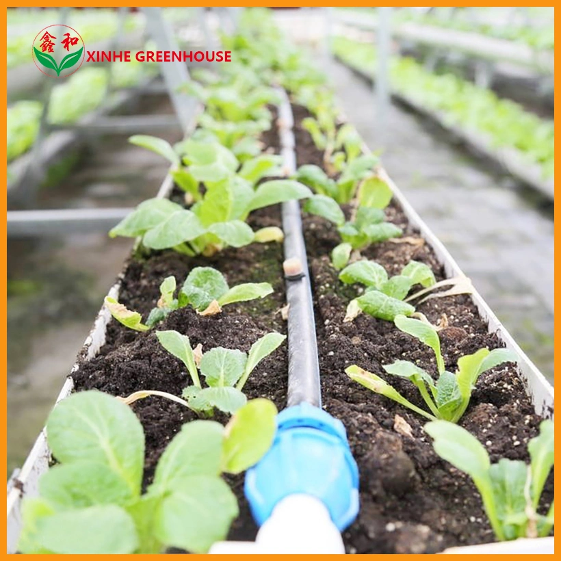 Tomato Cocopeat Hydroponic Growing Greenhouse with Drip Irrigation System