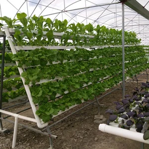 Hydroponic Gutter with Drip Irrigation System Growing Leafy Vegetable in Greenhouse