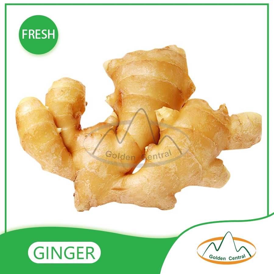 Wholesale/Supplier Organic Fresh Ginger in Best Cheap Price