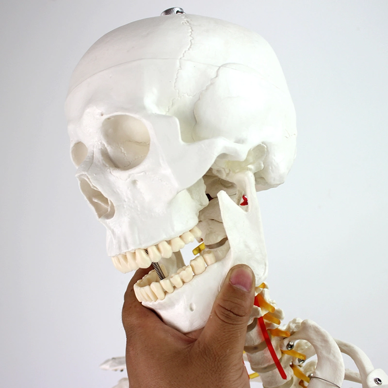 Laboratory 3D Models Removed Flexible Human Long-Lasting Durability Skeleton Model