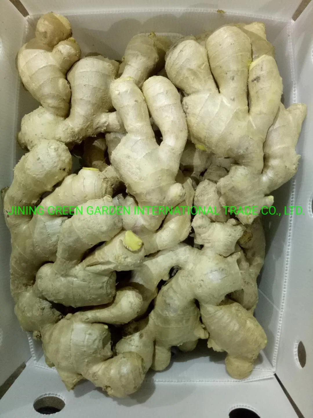 Wholesale/Supplier Chinese Fresh Young Frozen Vegetable Food Air Dry Dried Pickled Slice Dehydrated Sushi Organic Crop Fat Yellow Ginger Price From Factory Supplier with