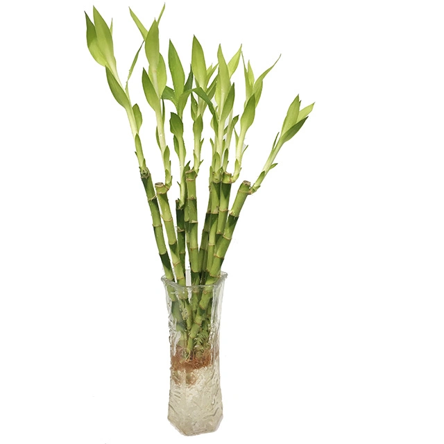 Straight Dracaena Sanderiana Flower, Bonsai & Decorative Plant Spiral Lucky Bamboo Plant Nursery