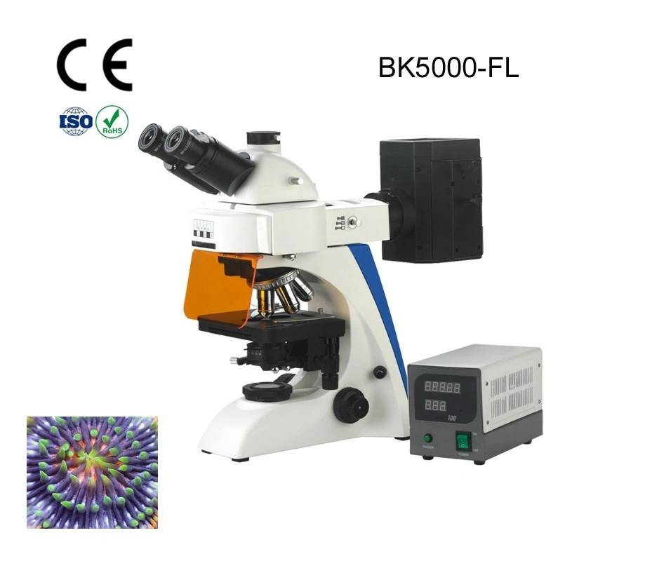 Alltion Microscope Multi-Viewing Educational Teaching Fluorscent Microscope for Low Price