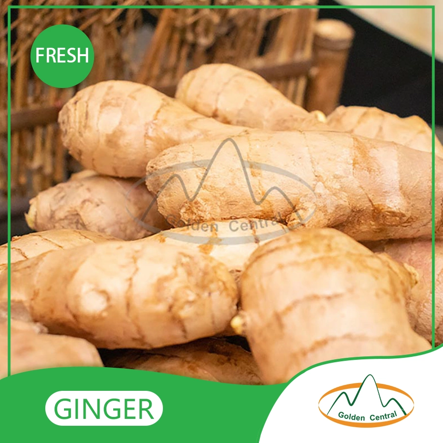 Wholesale/Supplier Fresh Mature Spicy Ginger / Pure Ginger