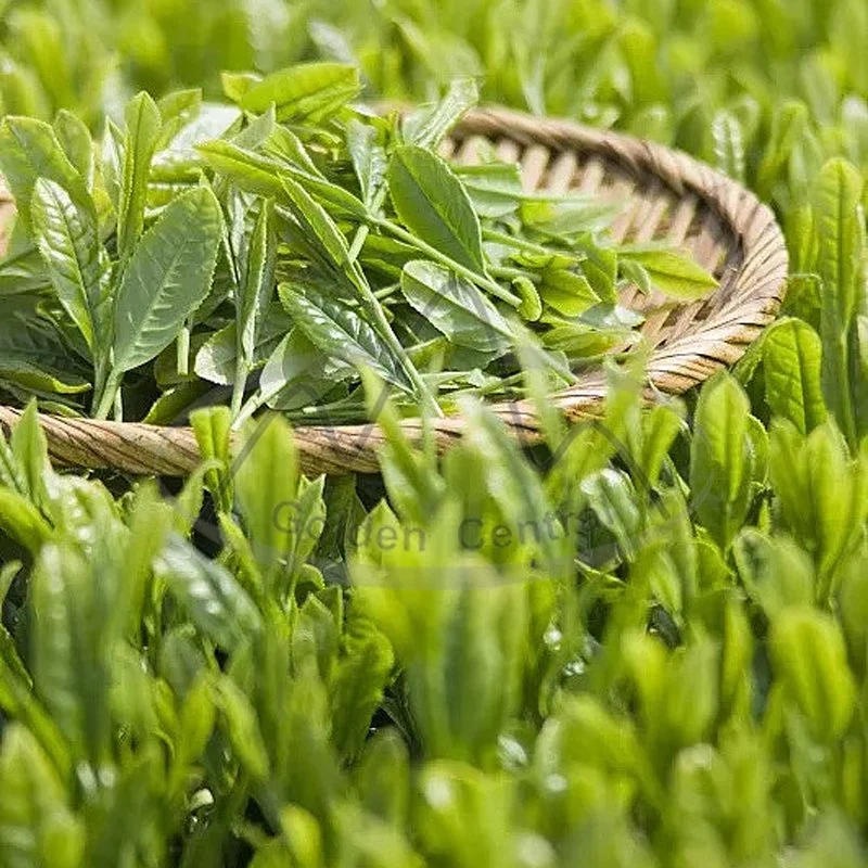 2023 El té verde natural orgánica chinos de ultramar de venta