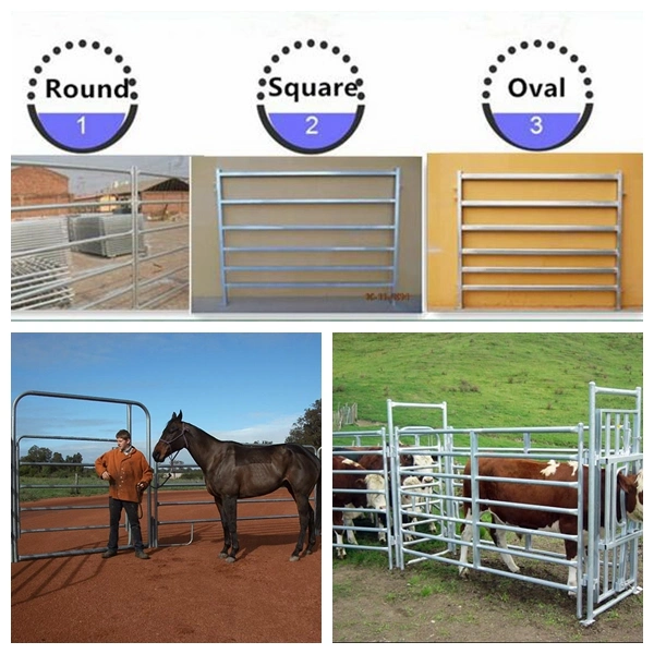 China Used Cattle Panels (with ISO9001 & SGS)