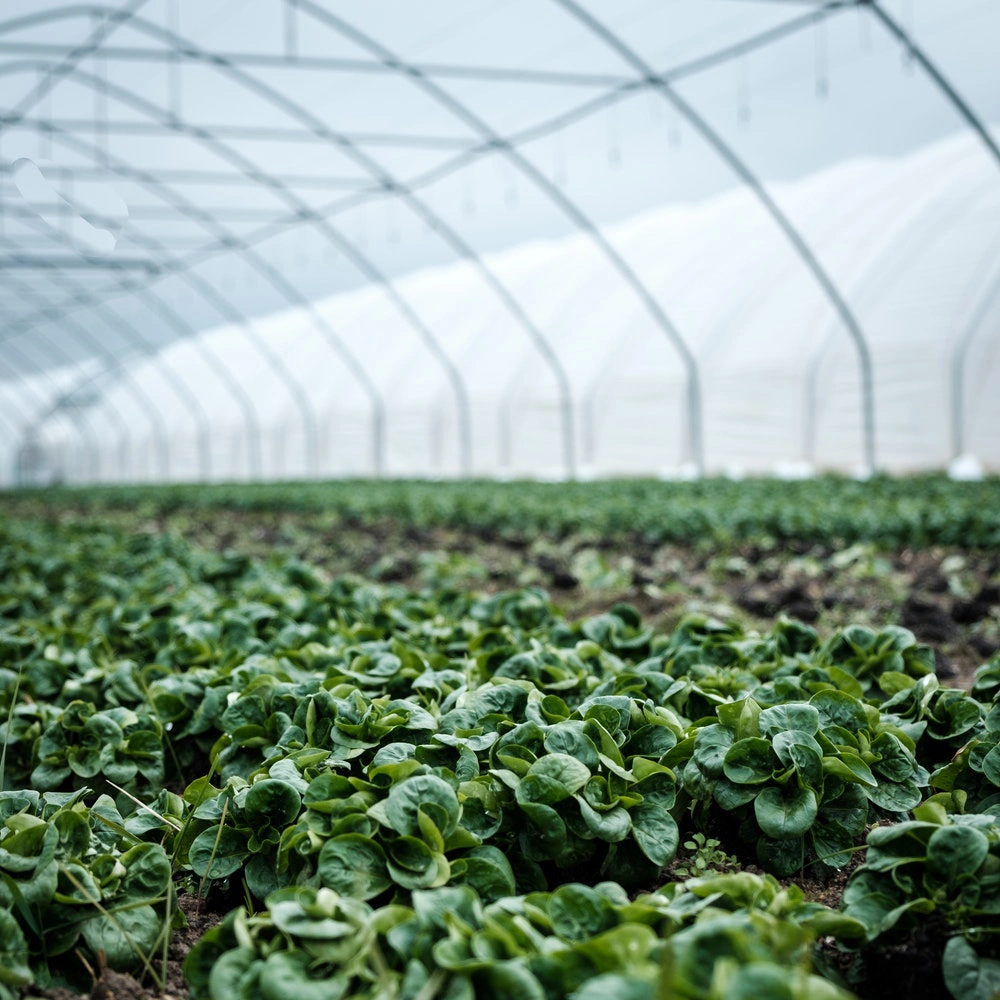 Single-Span Poly Tunnel Greenhouses with Galvanized Steel Structure