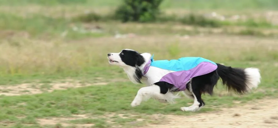 Perro de lujo nuevo diseño de moda ropa de abrigo impermeable Pet