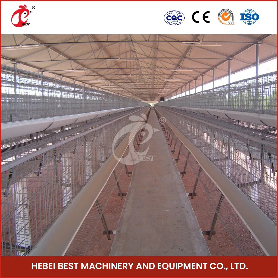 Bestchickencage a Type Pullet Coop Cage Breeder Cage China Commercial Chicken House Manufacturer ODM Custom Anti-Bacterial Growth Free Range Chicken Pullet Cage