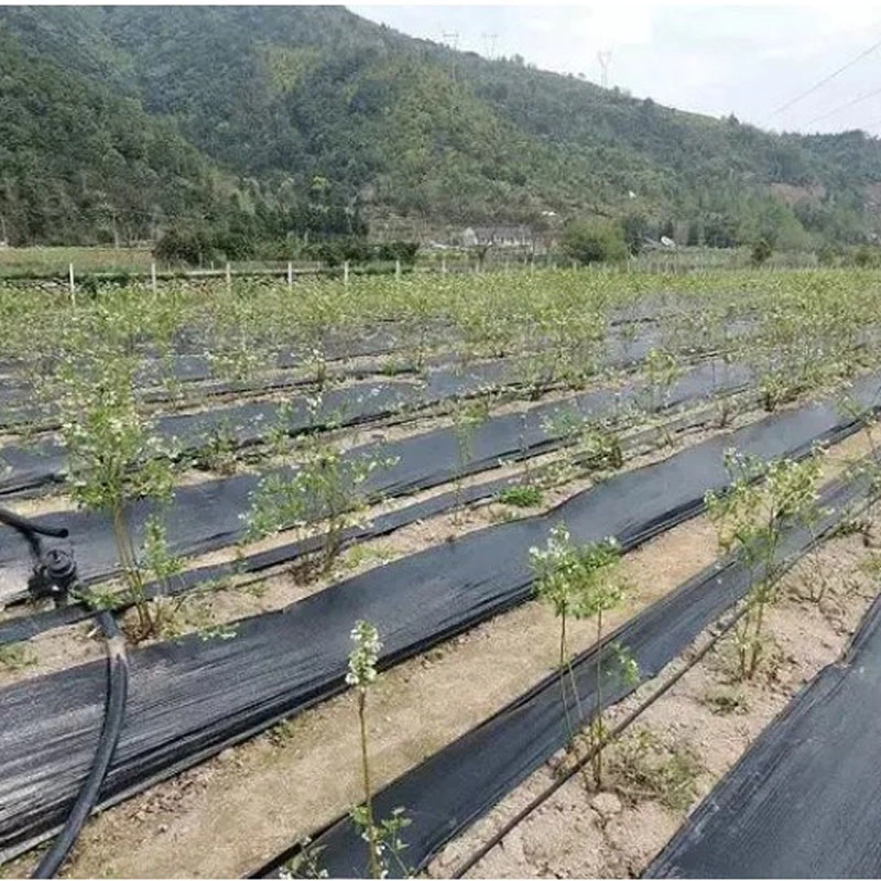 Polipropileno Spubbond Agricultura Nonwoven para estufa vegetal, tecido não tecido PP para Controle de ervas daninhas