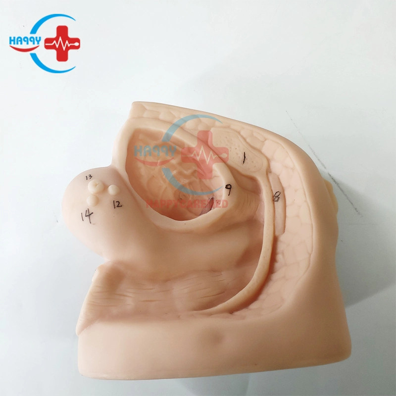 Hc-S131 Advanced Female Anatomy Catheter Model Female Genital Organs Model