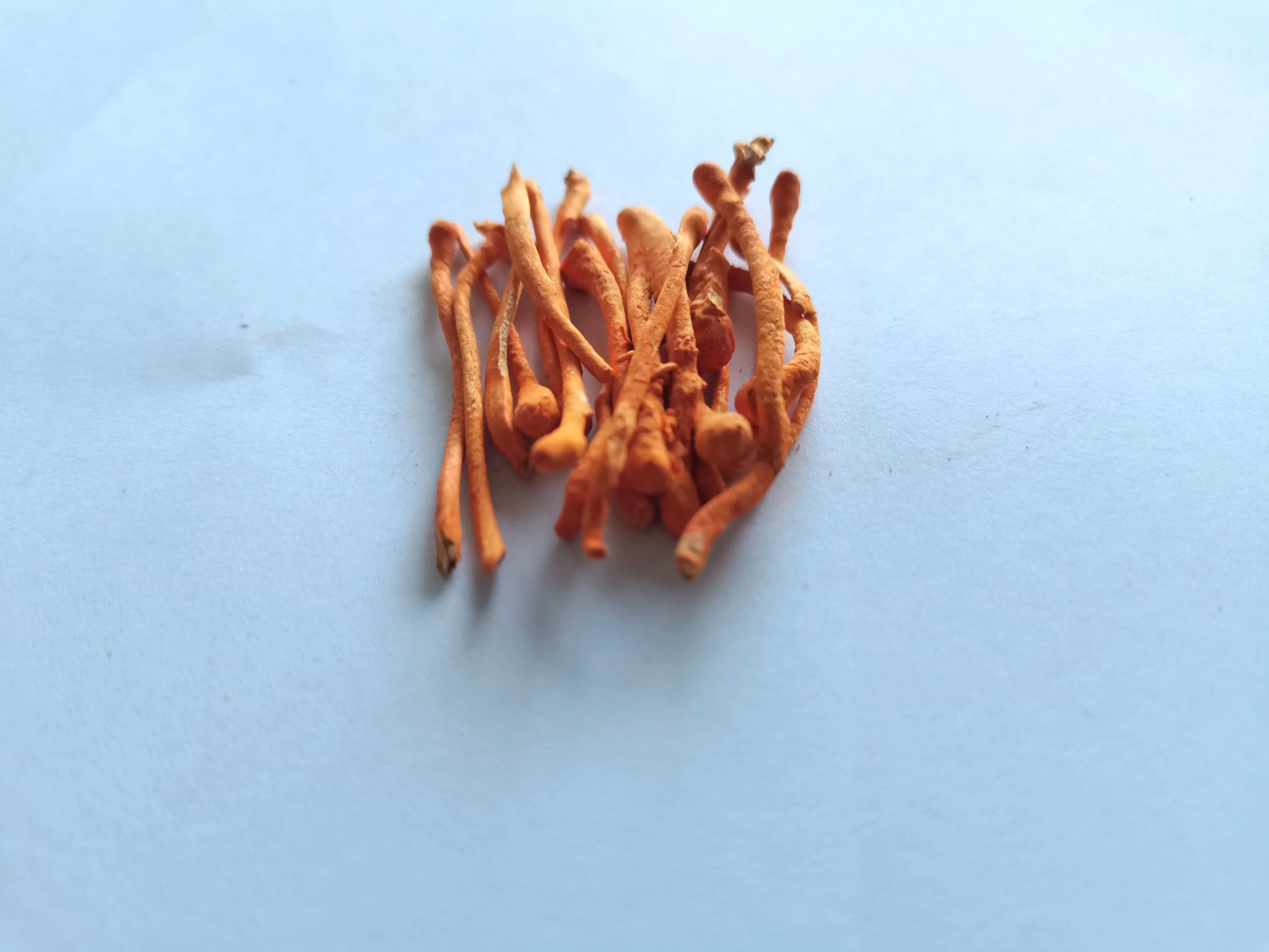 Jiazhi Freeze-Dried Mycelium of Cordyceps Sinensis