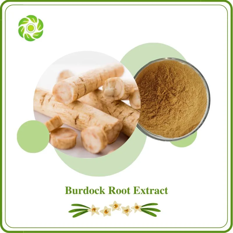 Hypoglycemic Antitumor Natural Burdock Root Extract 10%-40% Arctiin 4: 1 10: 1 20: 1 Health Care & Pharmaceutical & Cosmetic Raw Material
